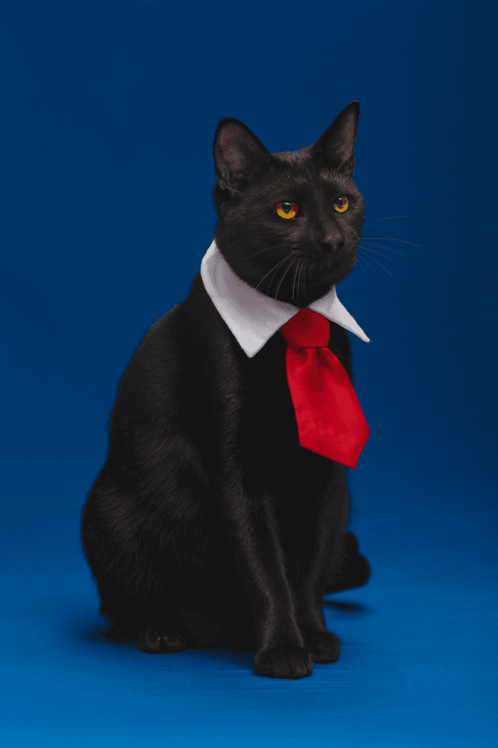 Foto do Neneko de paletó